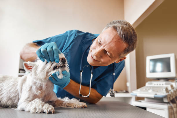 Best Emergency Dental Care for Abscessed Tooth in New Holland, PA